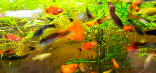 Рыбки плавают в аквариуме. Видео для релакса.