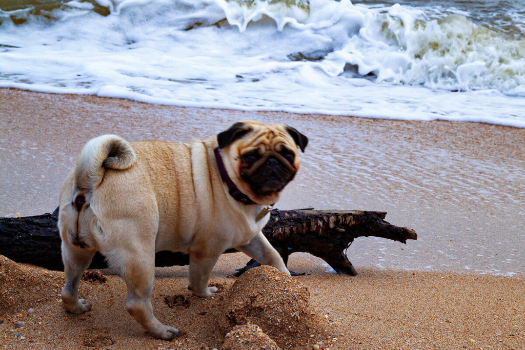 Мопсам нравится море. А вы берете своих собак с собой в отпуск?